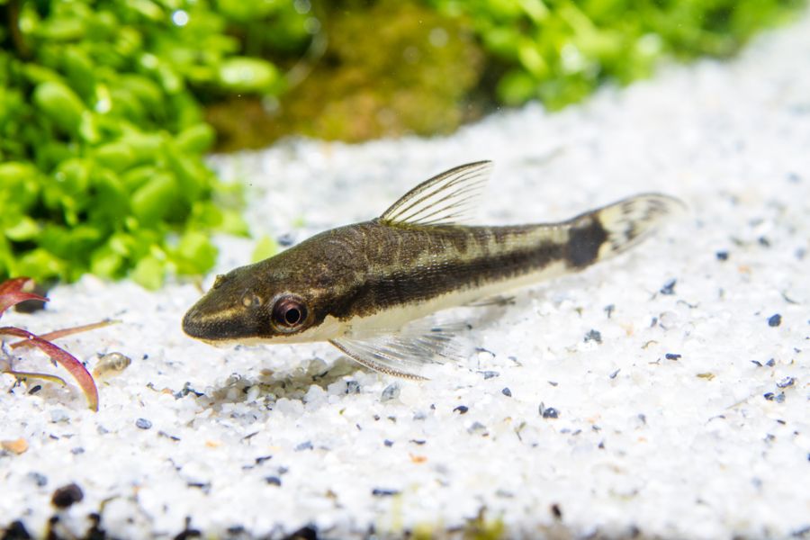 Otocinclus Catfish Laying on the Sand