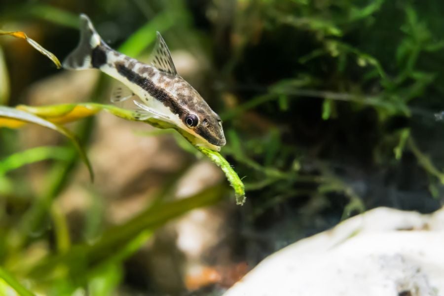 Otocinclus Catfish Resting on a Plant in an Aquarium