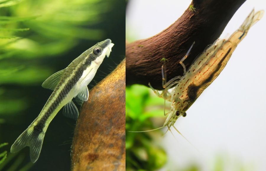 Otocinclus vs Amano Shrimp