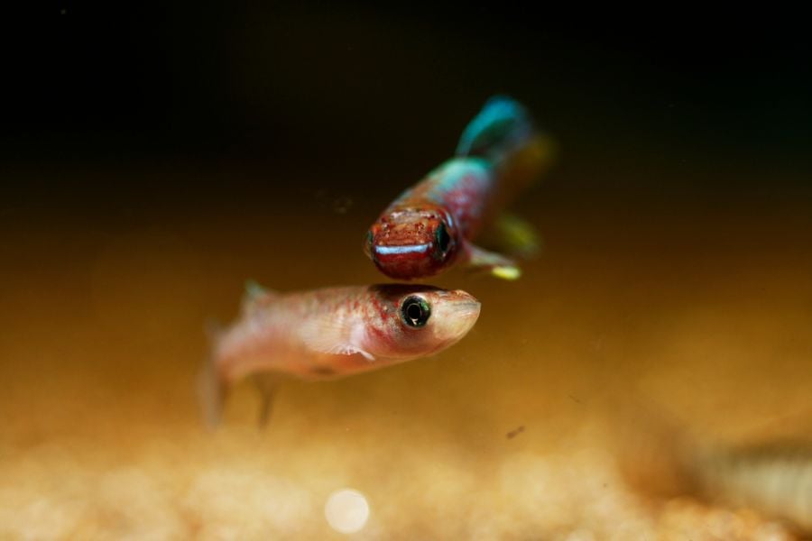 Pair of Blue Gularis Killifish Near Bottom of Tank