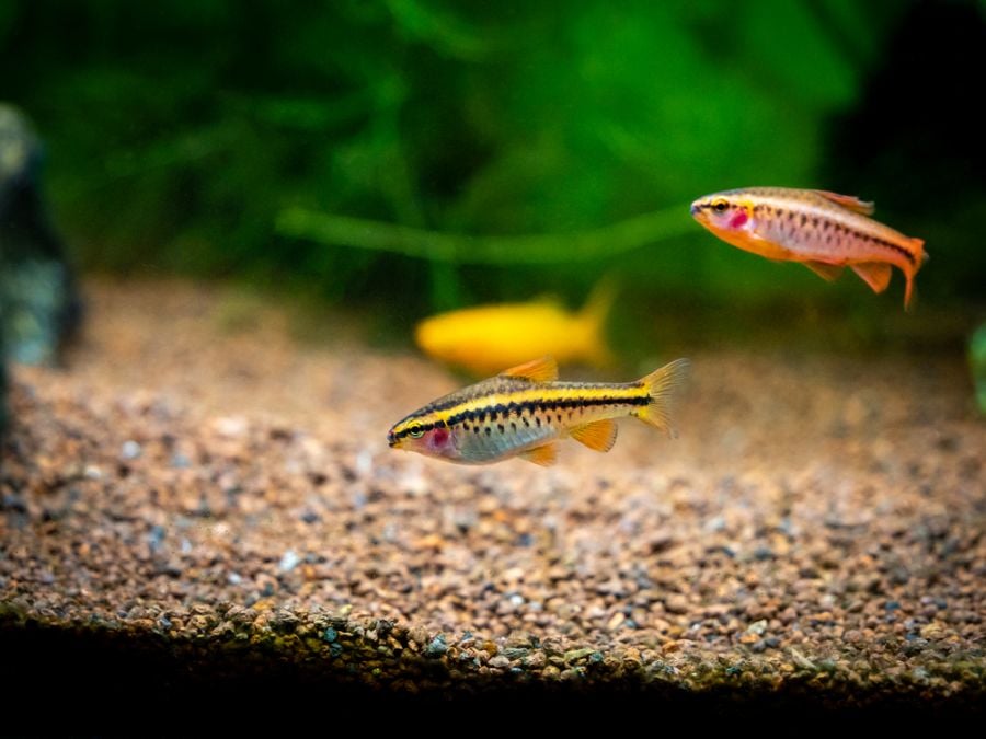 Pair of Female Cherry Barbs in a Community Tank