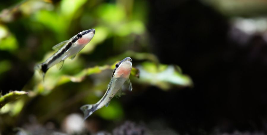 Pair of Otocinclus Catfish Swimming in a Freshwater Tank