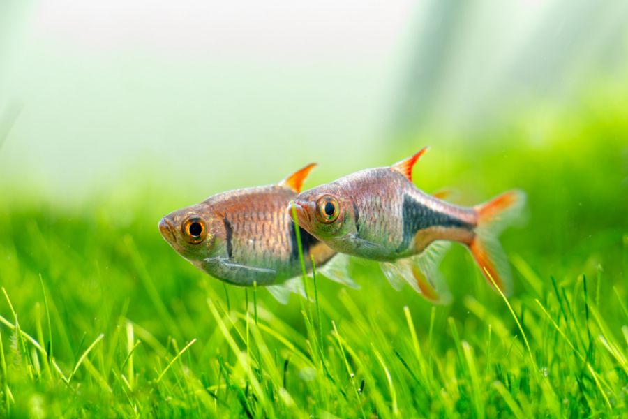 Two Harlequin Rasbora Above Some Plants at the Bottom of an Aquarium