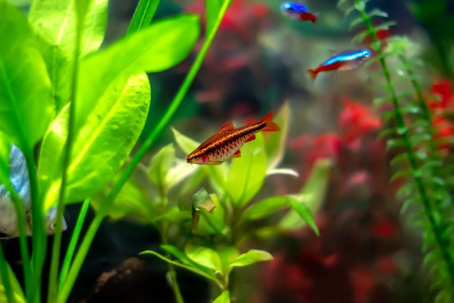 Cherry Barb in a Community Tank