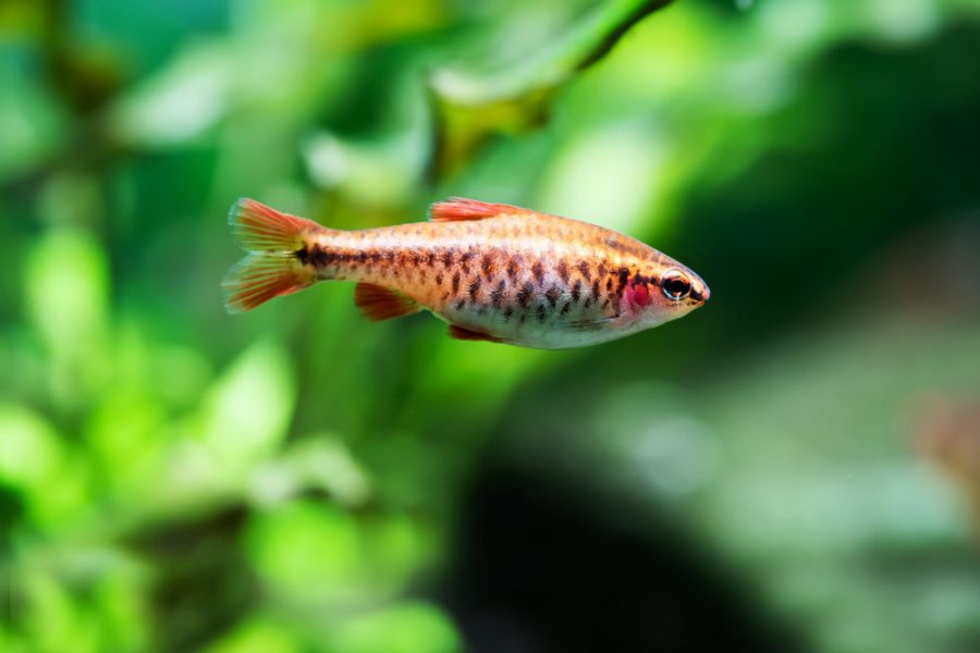 Closeup of a Cherry Barb Swimming in a Planted Tank