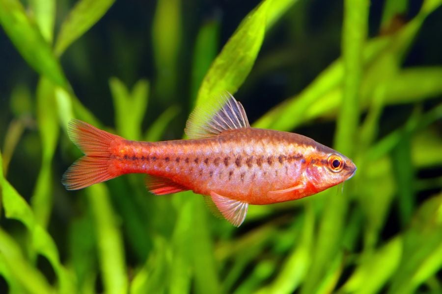 Closeup of a Cherry Barb in a Planted Tank