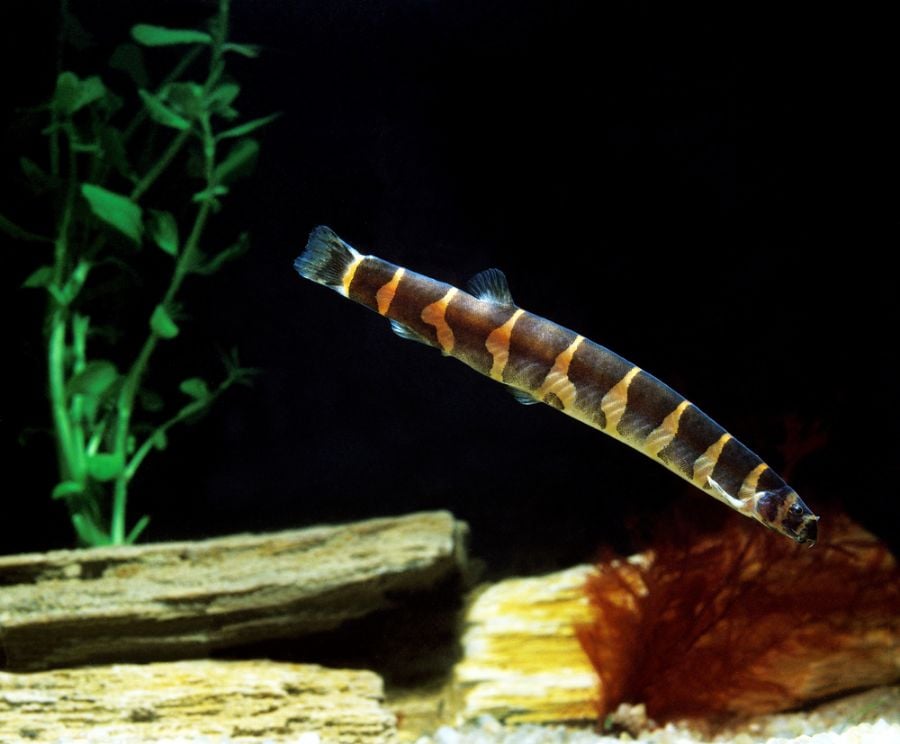 Kuhli Loach Swimming Toward the Bottom of the Tank