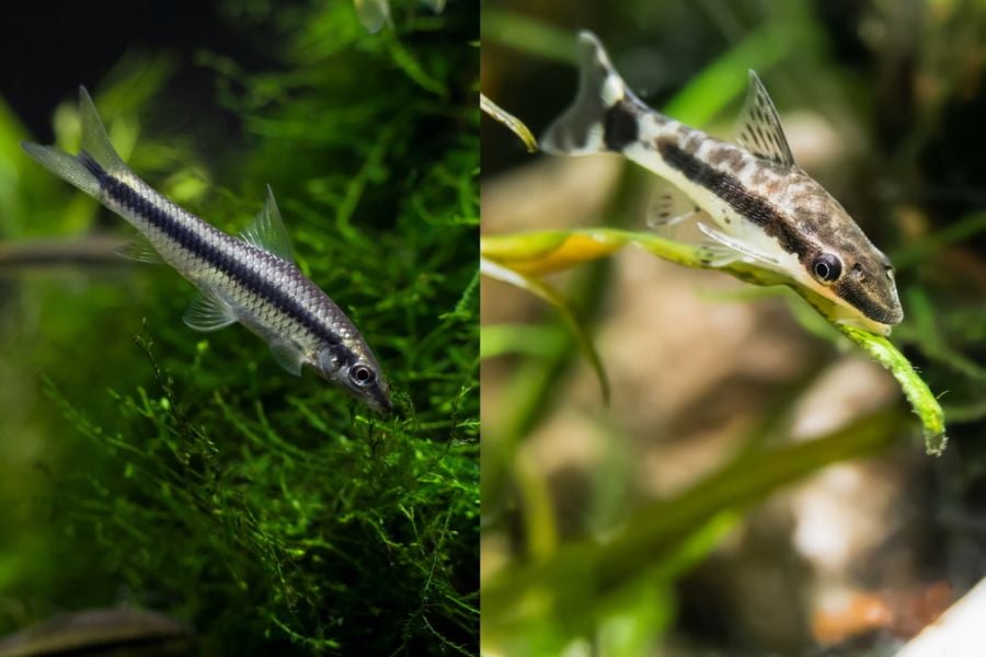Siamese Algae Eater vs Otocinclus