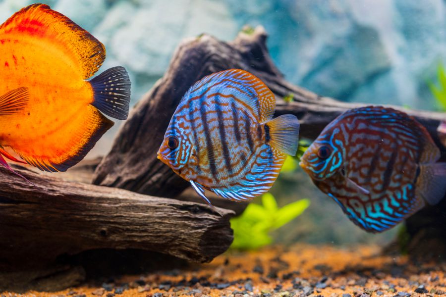 A Few Brightly Colored Discus Fish in a Planted Aquarium