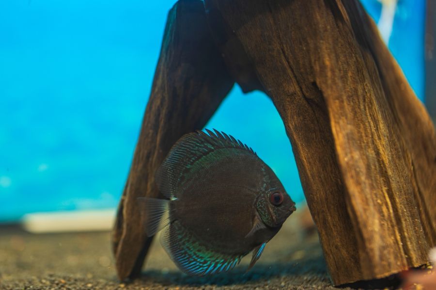 Blue Snakeskin Discus Fish Resting Near Driftwood