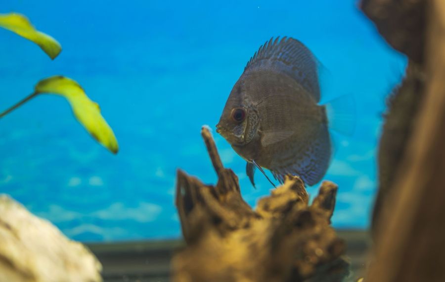 Discus Fish Against Blue Background With Plants and Driftwood