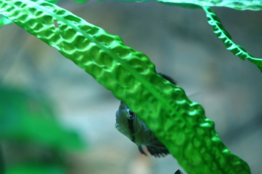 Discus Fish Hiding Behind the Leaves of an Aquatic Plant