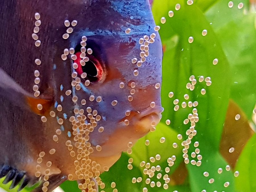 Discus Fish Watching Over Eggs on Aquarium Glass