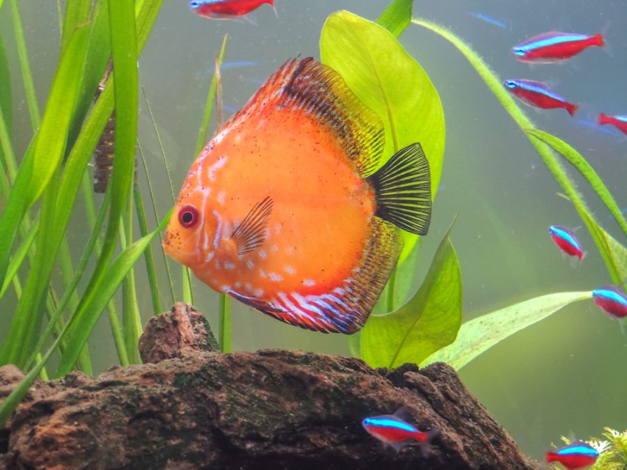 Discus Fish in a Planted Aquarium With Neon Tetras