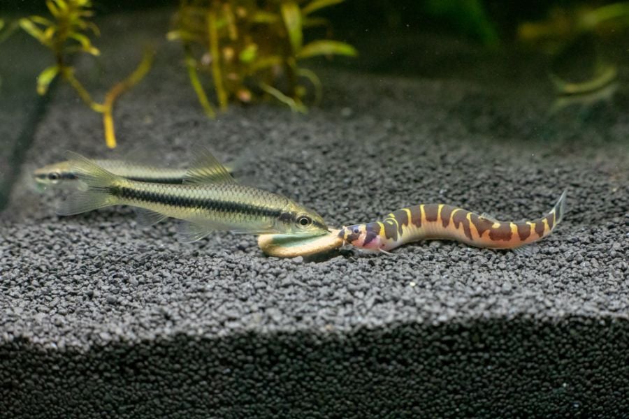 Kuhli Loach Eating an Algae Wafer With a Siamese Algae Eater