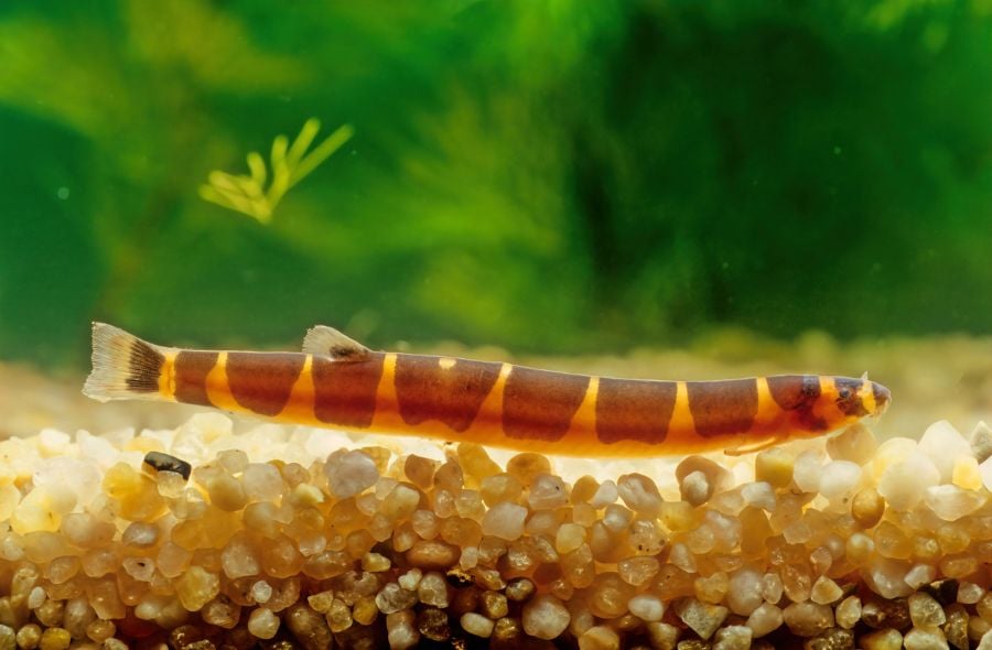 Kuhli Loach Near Bottom of Tank