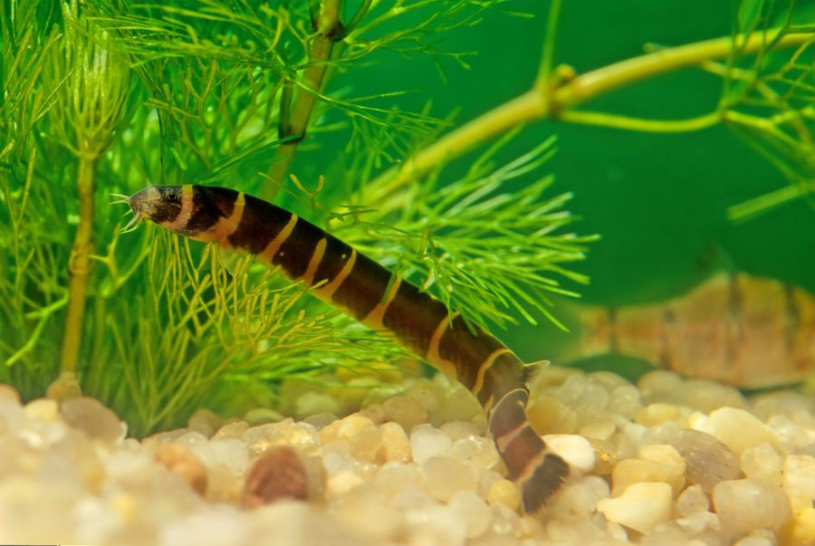 Kuhli Loach Near Plants