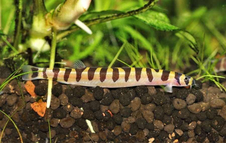 Kuhli Loach Resting on Black Rocks