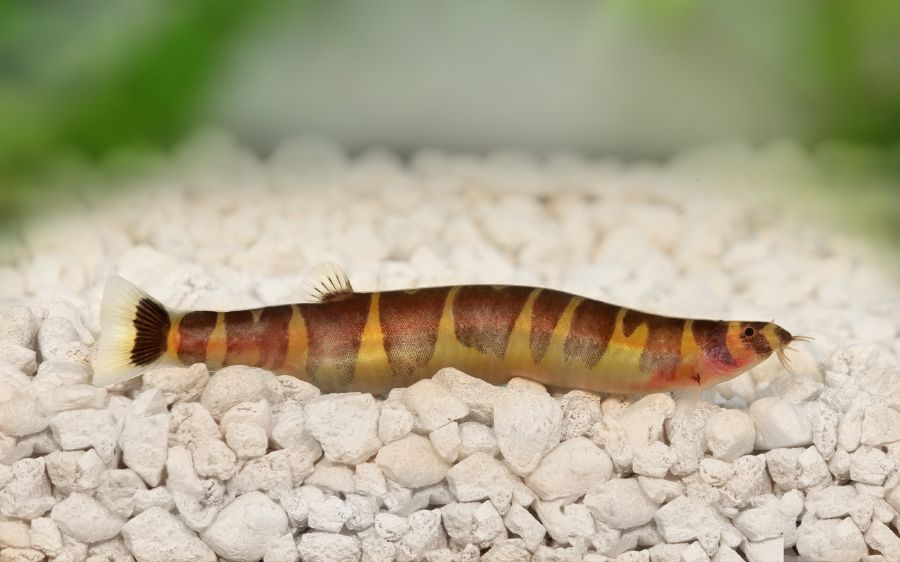 Kuhli Loach at Bottom of Tank