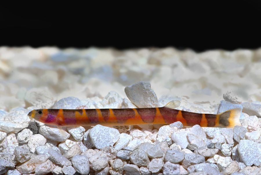Kuhli Loach in Rocky Substrate