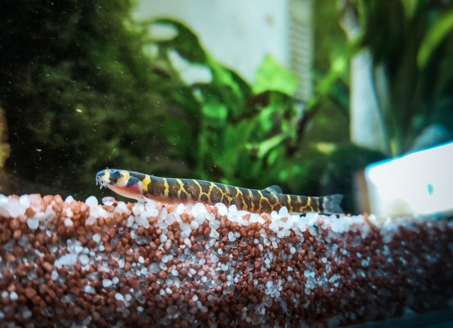 Kuhli Loach in Tank
