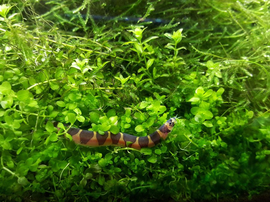 Kuhli Loach in a Densely Planted Tank