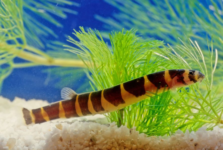 Kuhli Loach in a Planted Tank