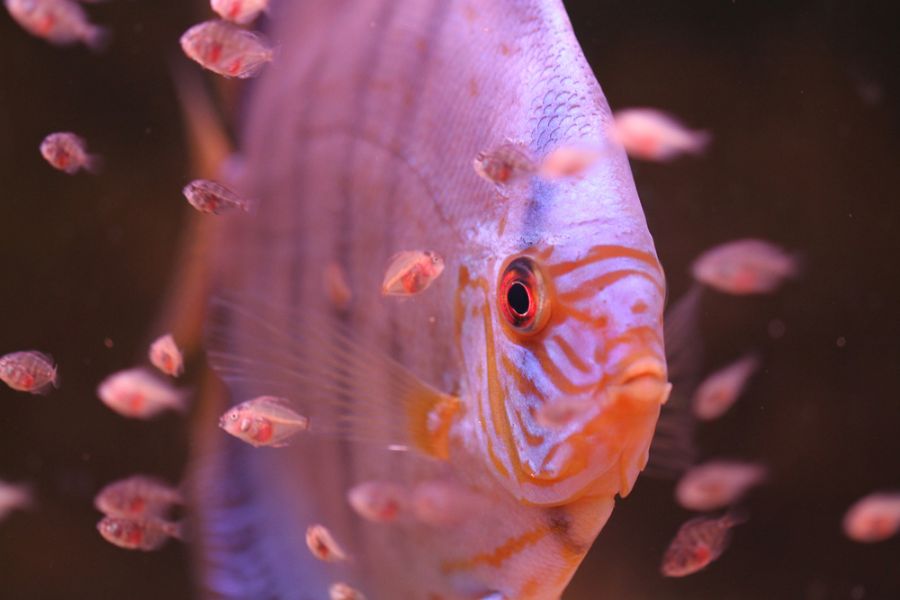 Male Discus Fish Surrounded By Many Baby Fish