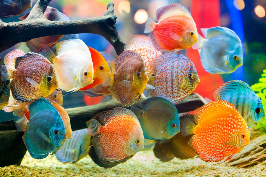 Many Different Colored Discus Fish in an Aquarium
