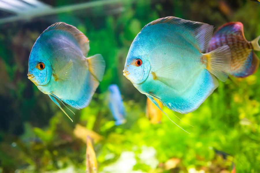 Pair of Discus Fish Swimming in a Planted Tank