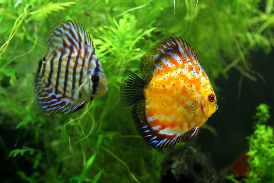 Pair of Discus Fish in a Densely Planted Tank