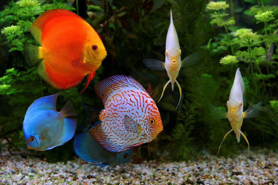 Several Discus Fish Together in an Aquarium