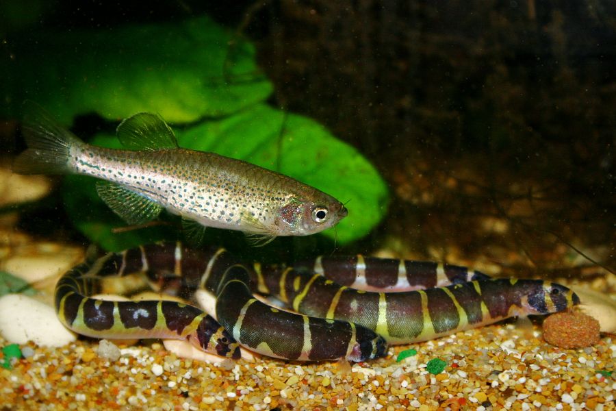Several Kuhli Loaches Near a Fish