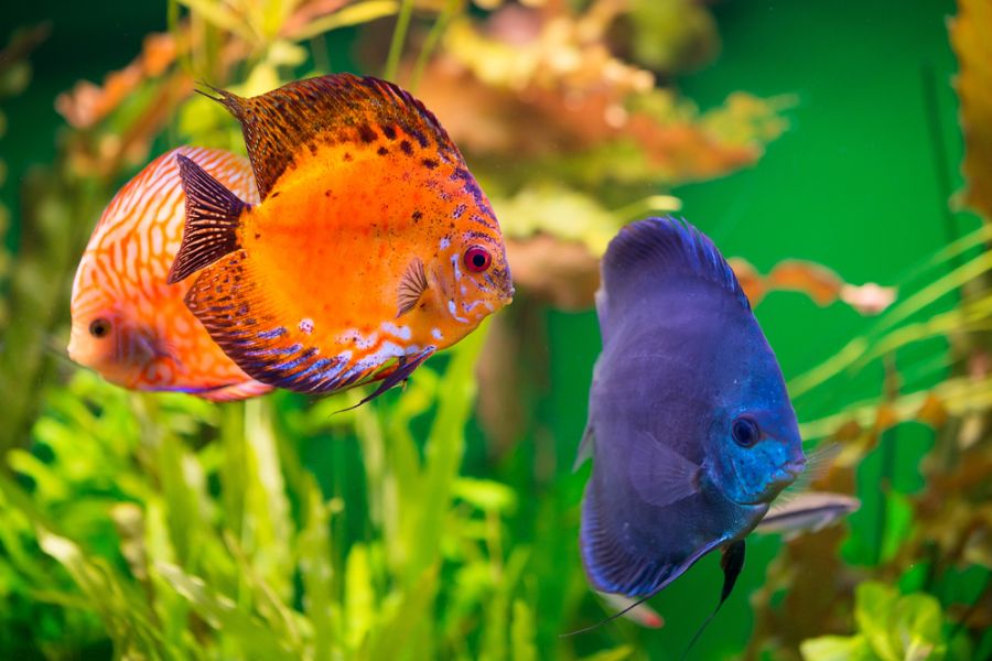 Several Vibrant Discus Fish Swimming in a Planted Aquarium