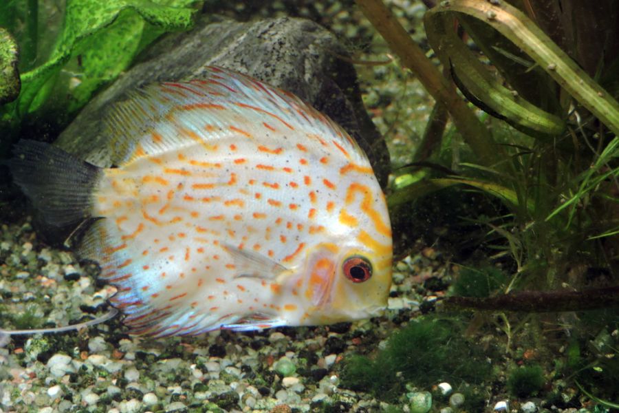 Sickly-Looking Discus Fish at the Bottom of the Tank