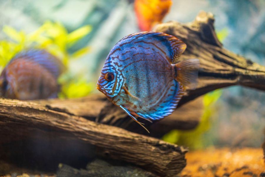 Tropical Discus Fish in a Large Tank