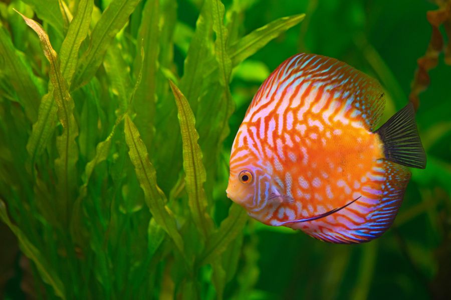 Vibrant Discus Fish Swimming Among Aquarium Plants