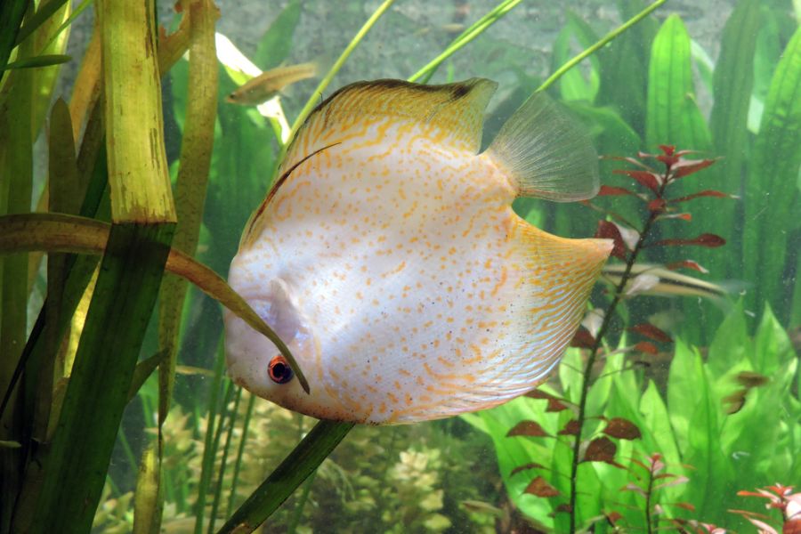 White and Orange Heckel Discus Fish Swimming Upside-Down Among Plants