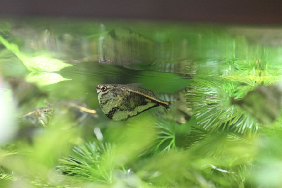 A Hatchetfish Among the Plants in an Aquarium