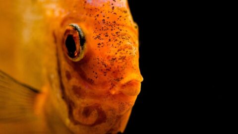 Discus Fish Larvae Why Does My Discus Have Black Spots? (3 Possibilities) - Avid Aquarist