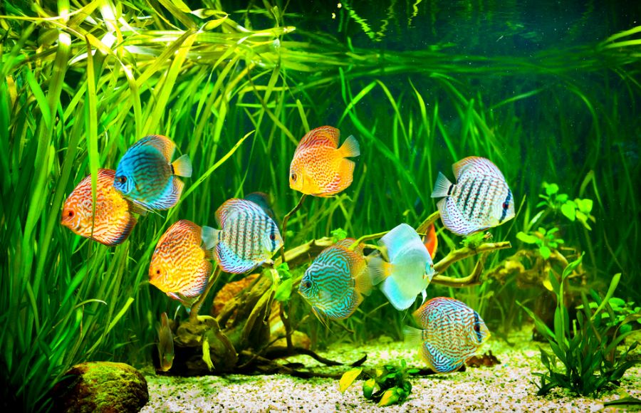 Many Discus Fish Swimming in a Planted Tank