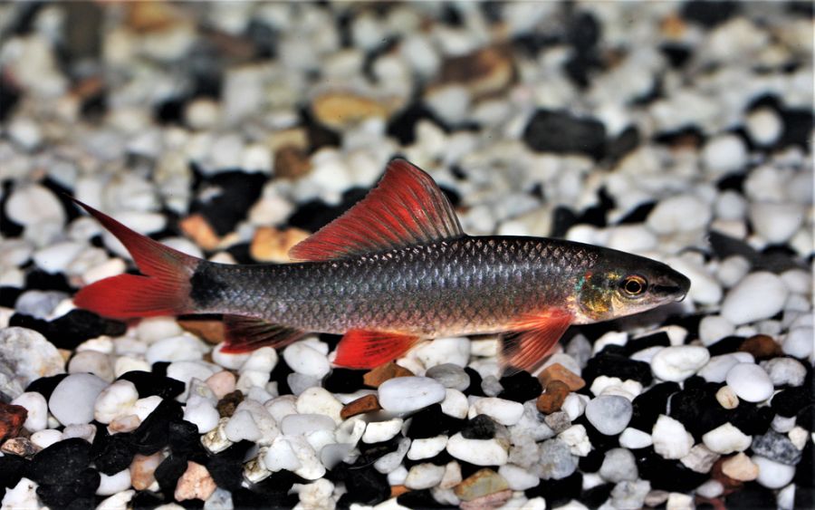 Rainbow Shark on the Rocks at the Bottom of the Tank