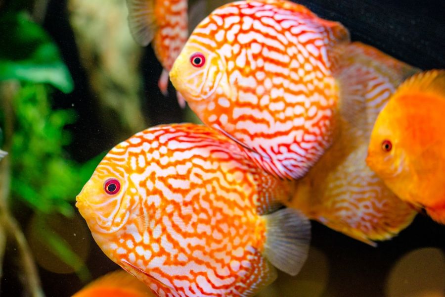 Several Discus Fish Swimming Together in a Tank