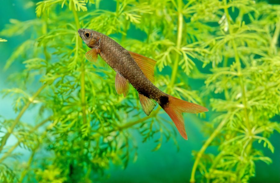 Rainbow Shark Swimming Among the Plants in a Tank