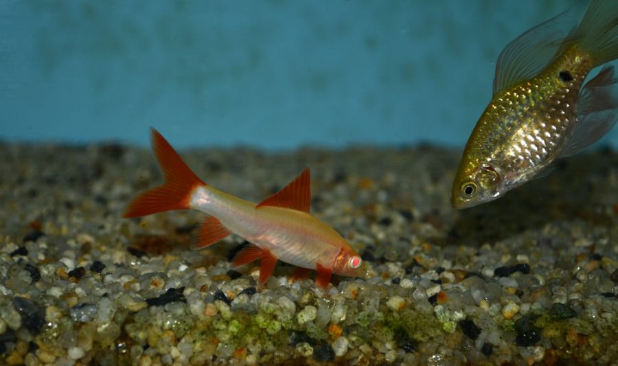 Albino Rainbow Inspecting the Substrate in a Community Tank