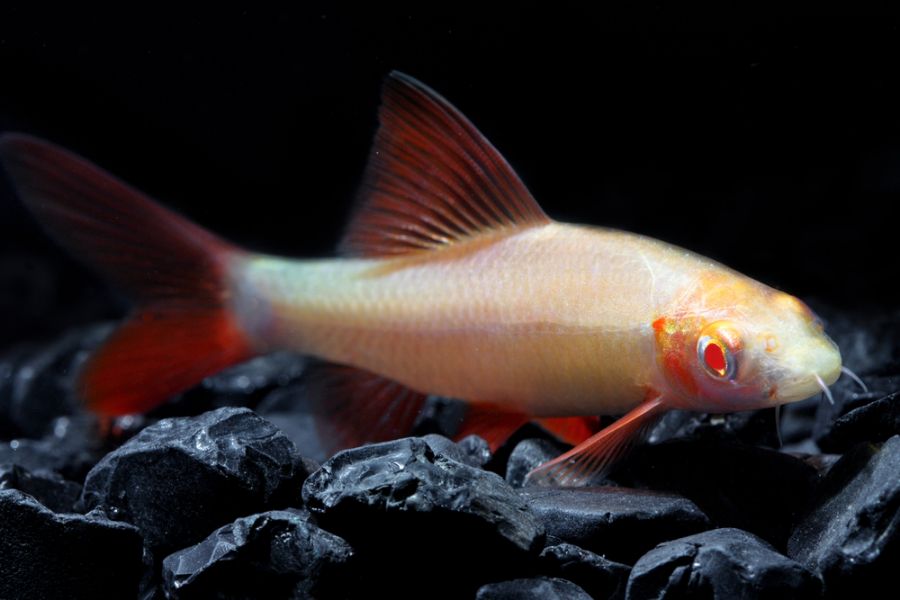Albino Rainbow Shark Near Rocks at the Bottom of the Aquarium