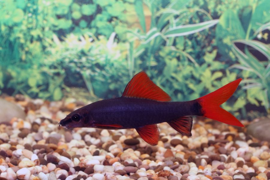 Rainbow Shark Swimming at the Bottom of the Tank