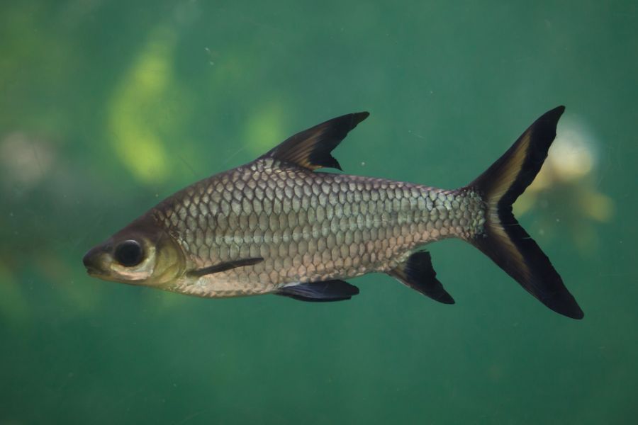 Bala Shark Against a Green Background