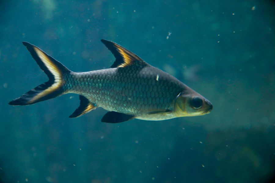 Closeup of a Bala Shark Swimming