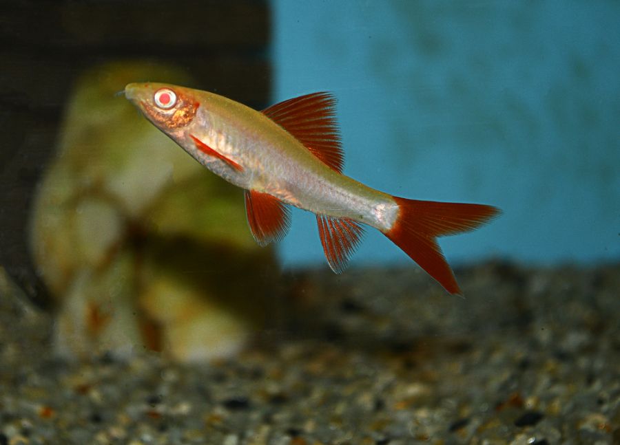 Closeup of an Albino Rainbow Shark in an Aquarium